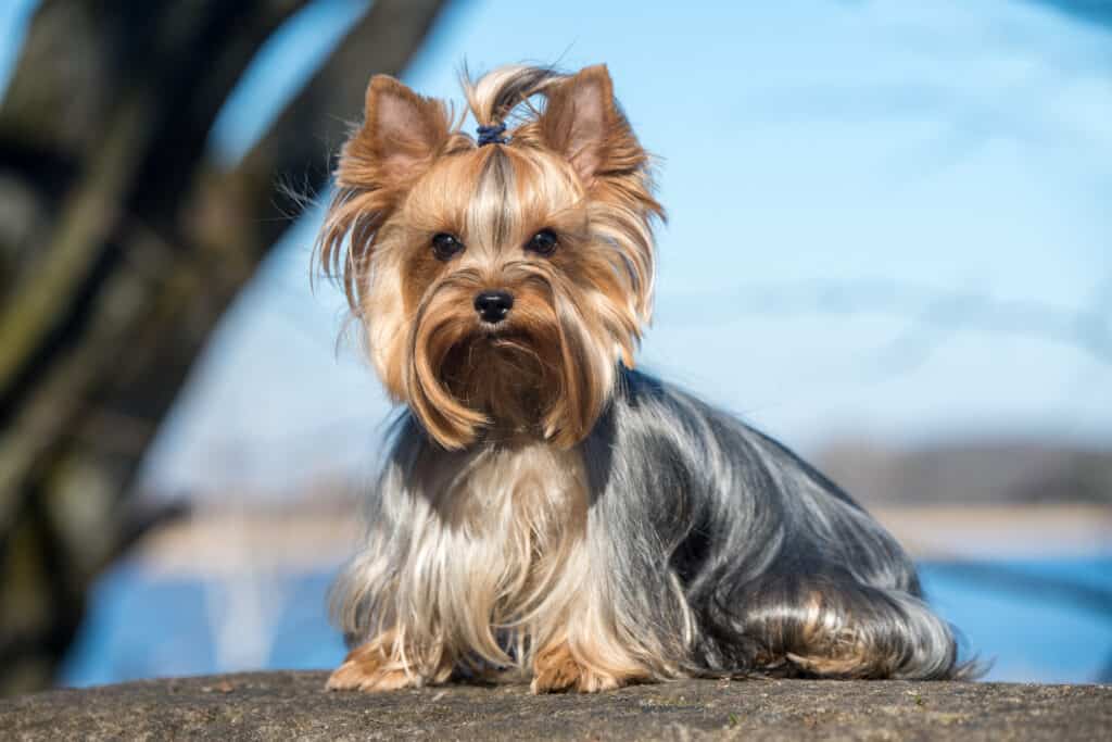 Yorkshire Terrier