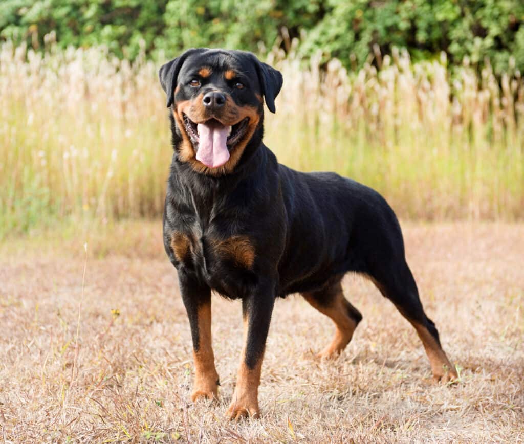 The Rottweiler