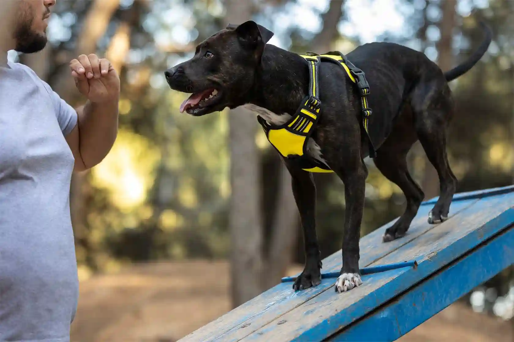 Best Training Collar for Stubborn Dogs