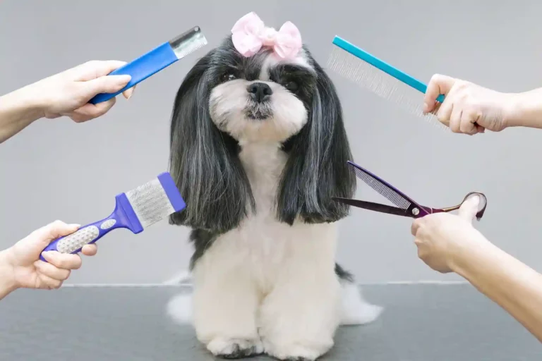 The Complete Dog Grooming Styles Guide for 2024