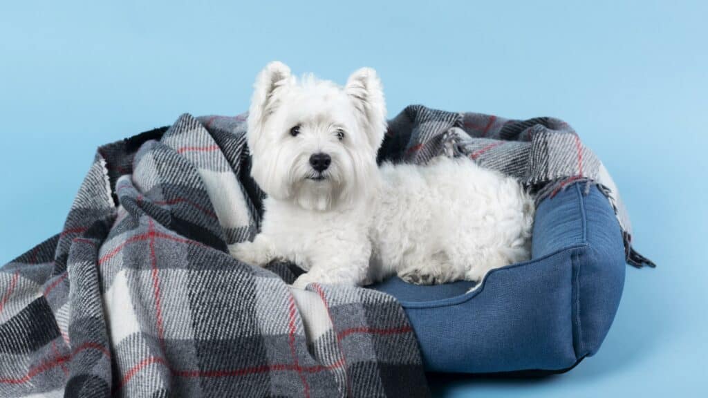 Doggy Perks - Beds & Blankets